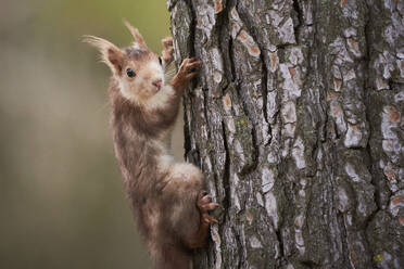 Adorable little squirrel with fluffy fur looking at camera while climbing up on dry tree trunk in forest - ADSF45498