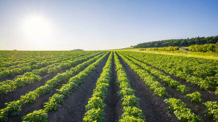 UK, Scotland, Summer sun shining over potato field in summer - SMAF02580