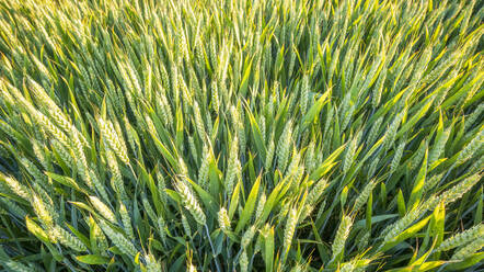 Green wheat growing in field - SMAF02582