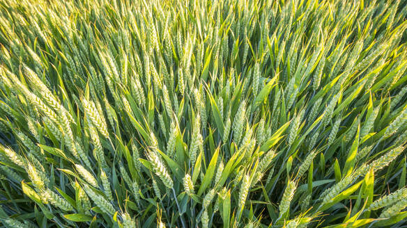 Grüner Weizen auf einem Feld - SMAF02582