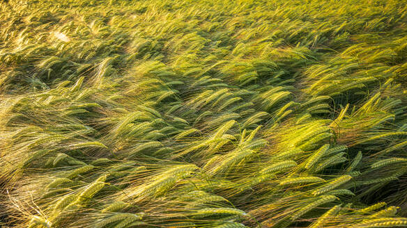 Windswept barley growing in field - SMAF02583