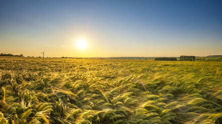 Großbritannien, Schottland, Sonnenuntergang über einem Gerstenfeld - SMAF02584