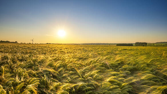 UK, Scotland, Sun setting over field of barley - SMAF02584