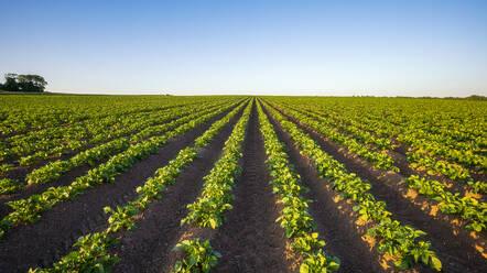 UK, Scotland, Potato field in summer - SMAF02585