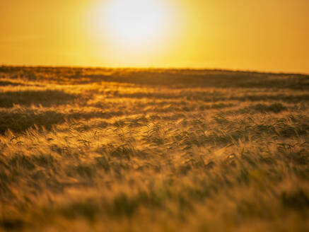 UK, Scotland, Barley field at summer sunset - SMAF02591
