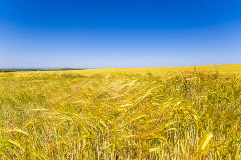 UK, Scotland, Yellow barley field in summer - SMAF02592