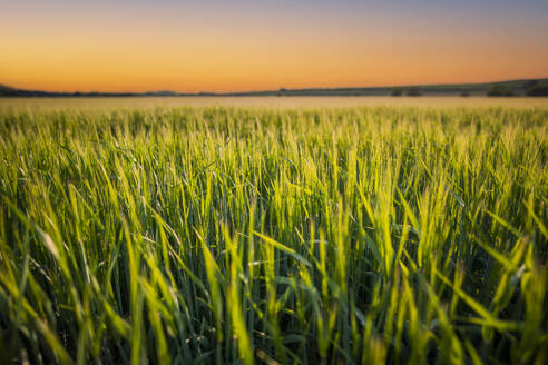 UK, Scotland, Barley field at dusk - SMAF02593