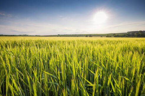 UK, Scotland, Sun glowing over barley field - SMAF02594