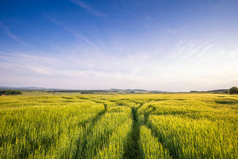UK, Scotland, Tire tracks across green barley field in summer - SMAF02595