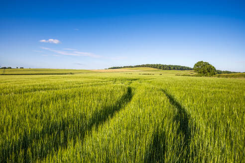 UK, Scotland, Tire tracks across green barley field in summer - SMAF02596