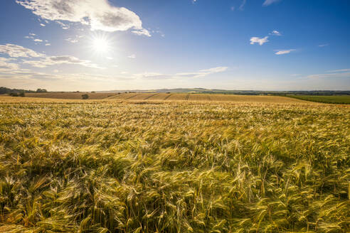 UK, Scotland, Summer sun shining over vast barley field - SMAF02597