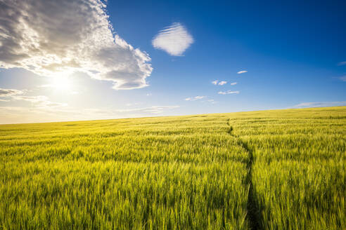 UK, Scotland, Vast barley field at summer sunset - SMAF02598