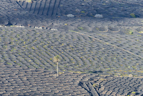 Spain, Canary Islands, La Geria, View of volcanic vineyard on Lanzarote island - WGF01478