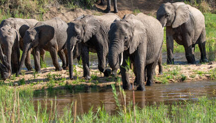 A herd of elephants, Loxodonta africana walking through a riverbed. - MINF16651