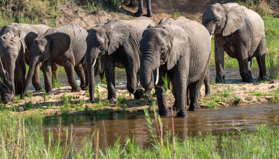 Eine Elefantenherde, Loxodonta africana, die durch ein Flussbett läuft. - MINF16651