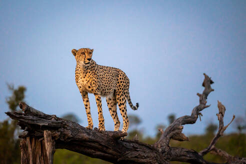 Gepard, Acinonyx jubatus, stehend auf einem umgestürzten Baum. - MINF16655