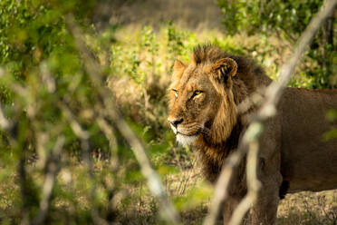 Ein männlicher Löwe, Panthera leo, im Seitenprofil. - MINF16656