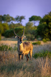 Ein Wasserbock, Kobus ellipsiprymnus, im langen Gras stehend, bei Sonnenuntergang beleuchtet. - MINF16657