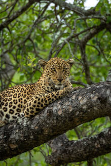 Ein Leopard, Panthera pardus, legt sich auf einen Ast, Nahaufnahme. - MINF16658