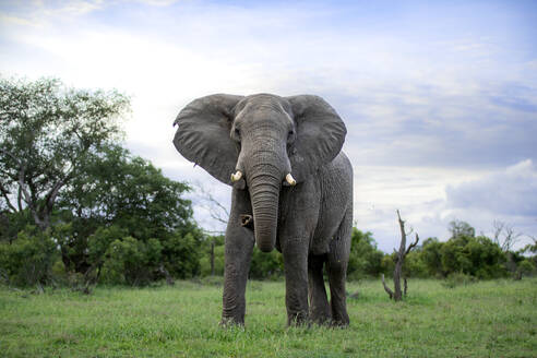 Ein Elefant, Loxodonta africana, steht im kurzen Gras und schaut direkt in die Runde. - MINF16659