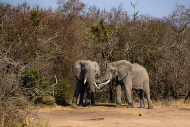 Two elephants, Loxodonta africana, greeting, rubbing trunks. - MINF16661