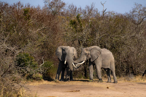 Zwei Elefanten, Loxodonta africana, grüßen sich und reiben sich an den Rüsseln. - MINF16661