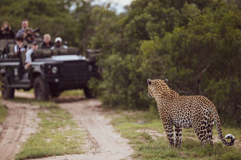 A male leopard, Panthera pardus, standing in front of a safari vehicle. - MINF16662