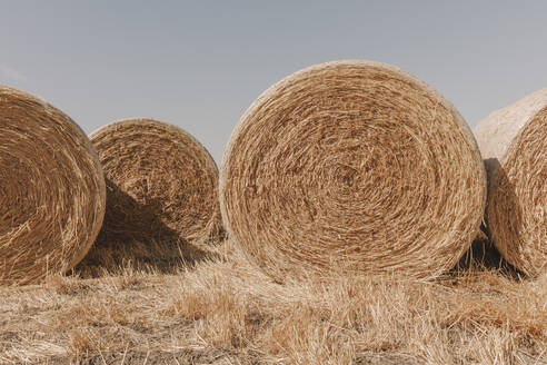 Stacked wrapped round hay bales in a field after harvest. - MINF16664