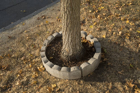 A small urban tree planted in earth, surrounded my concrete barrier. - MINF16665