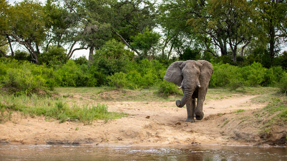 Ein Elefant, Loxodonta africana, auf dem Weg zu einem Fluss. - MINF16666