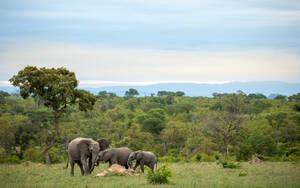 Elefanten, Loxodonta africana, eine kleine Gruppe von Tieren zusammen, ein erwachsenes Tier und zwei kleinere Kälber. - MINF16667