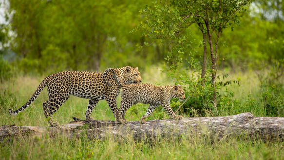 Ein Leopard und sein Junges, Panthera pardus, klettern auf einen Baum. - MINF16668