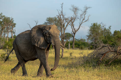 Ein Elefant, Loxodonta africana, läuft durch Gras. - MINF16669