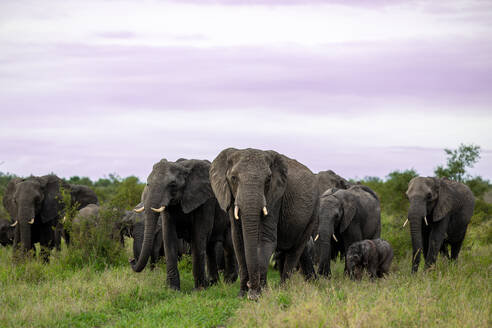 Eine Elefantenherde, Loxodonta africana, wandert durch das Gras. - MINF16671