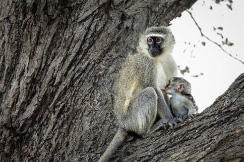 Ein Baby vom Grünen Meerkatzenaffen, Chlorocebus pygerythrus, beim Säugen. - MINF16672