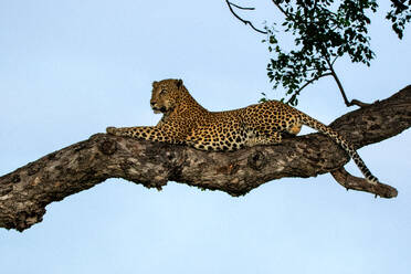 Ein männlicher Leopard, Panthera pardus, liegt in einem Marula-Baum, Sclerocarya birrea. - MINF16695