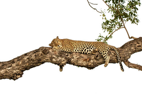 Ein männlicher Leopard, Panthera pardus, schlafend in einem Marula-Baum, Sclerocarya birrea. - MINF16696