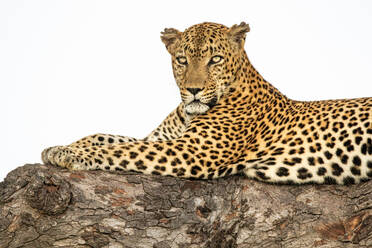 Ein männlicher Leopard, Panthera pardus, ruht sich in einem Marulabaum, Sclerocarya birrea, aus und schaut sich um. - MINF16697