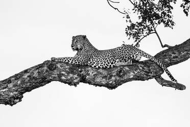 Chasing Mpumalanga's Black Leopard