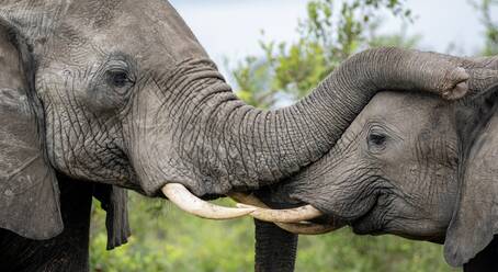 Zwei Elefanten, Loxodonta africana, grüßen sich gegenseitig. - MINF16700