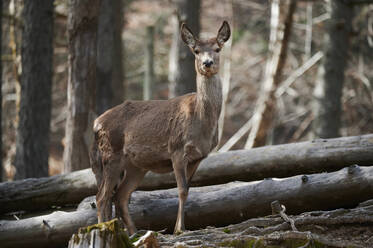 Low angle graceful red deer with brown fur looking at camera while standing in woods against blurred forest - ADSF45720