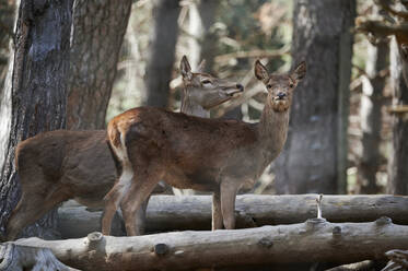 From below adorable wild red deer standing among wooden logs together in forest with tall trees - ADSF45721