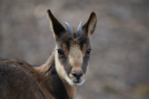 Fluffy wild suede baby goat with little horns looking at the camera against a blurred background - ADSF45723