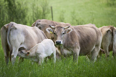 Herd of domestic white cows pasturing on grassy field in forest during daytime - ADSF45726
