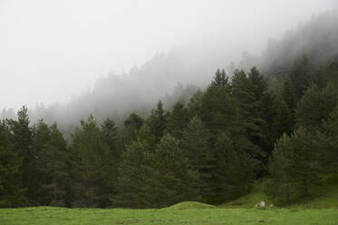View to green woods in forest covered with cloudy mist - ADSF45727