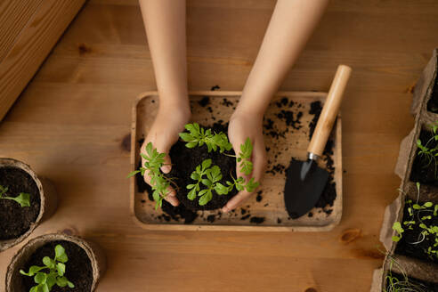 Top view of unrecognizable female gardener at wooden table preparing soil with hands and sprouting plants in tray with gardening spade - ADSF45733