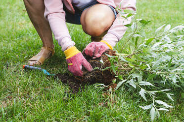 Mature woman planting sage plant in garden - IHF01552