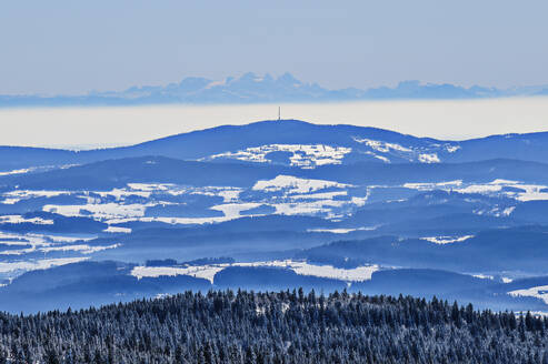 Wald vor schneebedeckten Bergen - ANSF00443