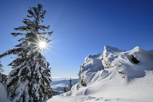Sonnenlicht, das durch einen Baum auf einem schneebedeckten Berg mit blauem Himmel im Hintergrund fällt - ANSF00455