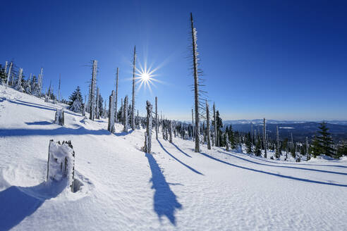 Kahle Bäume mit heller Sonne auf schneebedecktem Berg - ANSF00458